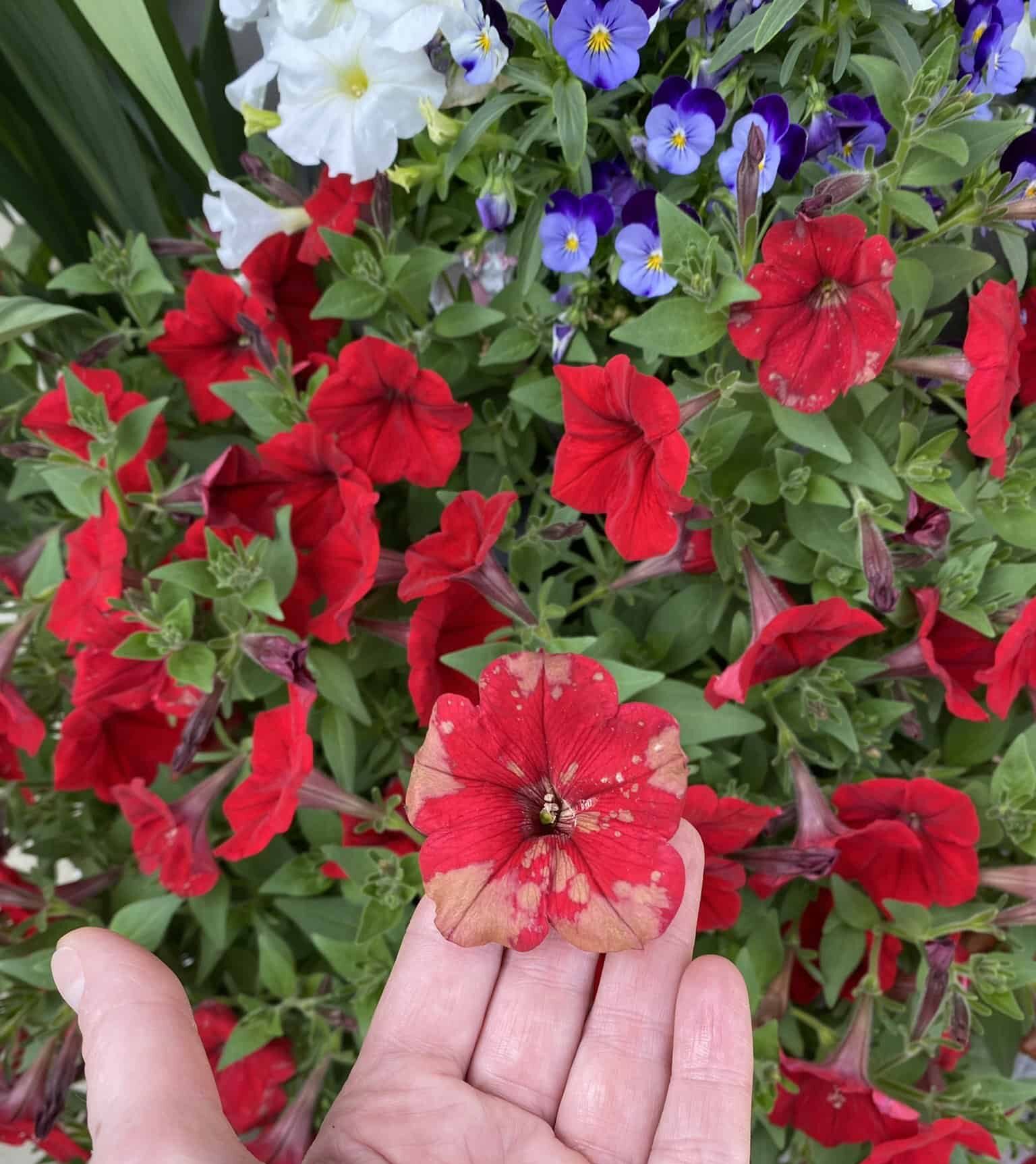 A person is holding on a red petunia with some brown speckles on it.