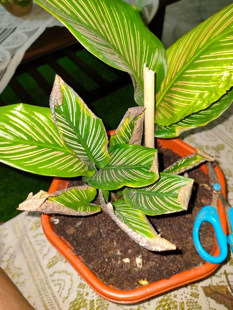 Calathea leaves turning yellow and brittle