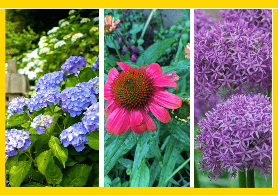 20 Best Zone 4 Perennials That You Need To Know