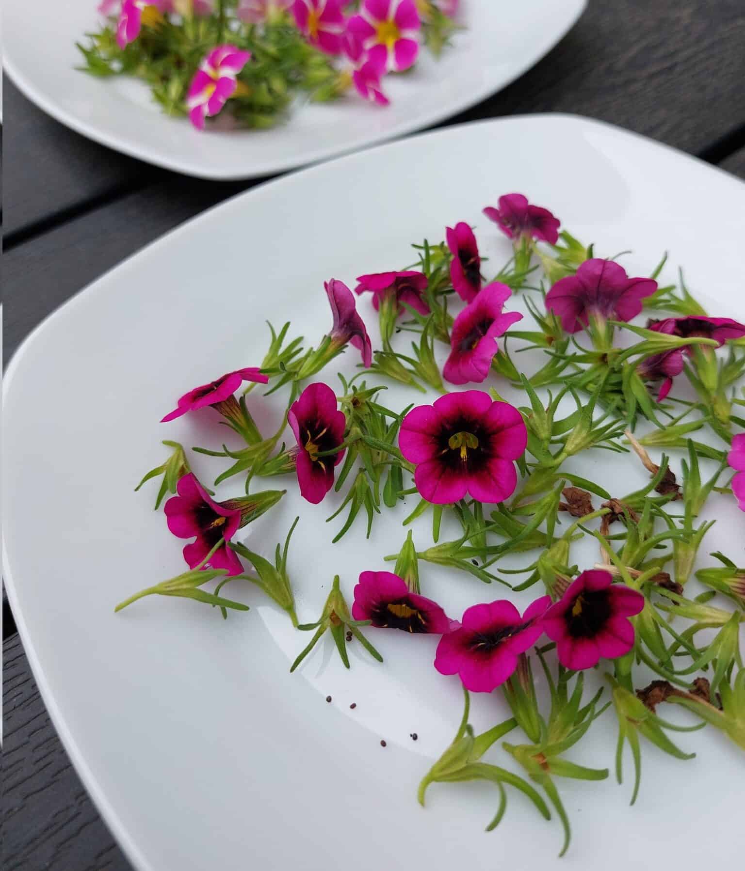 Pink Petunias flowers put over a white plate.