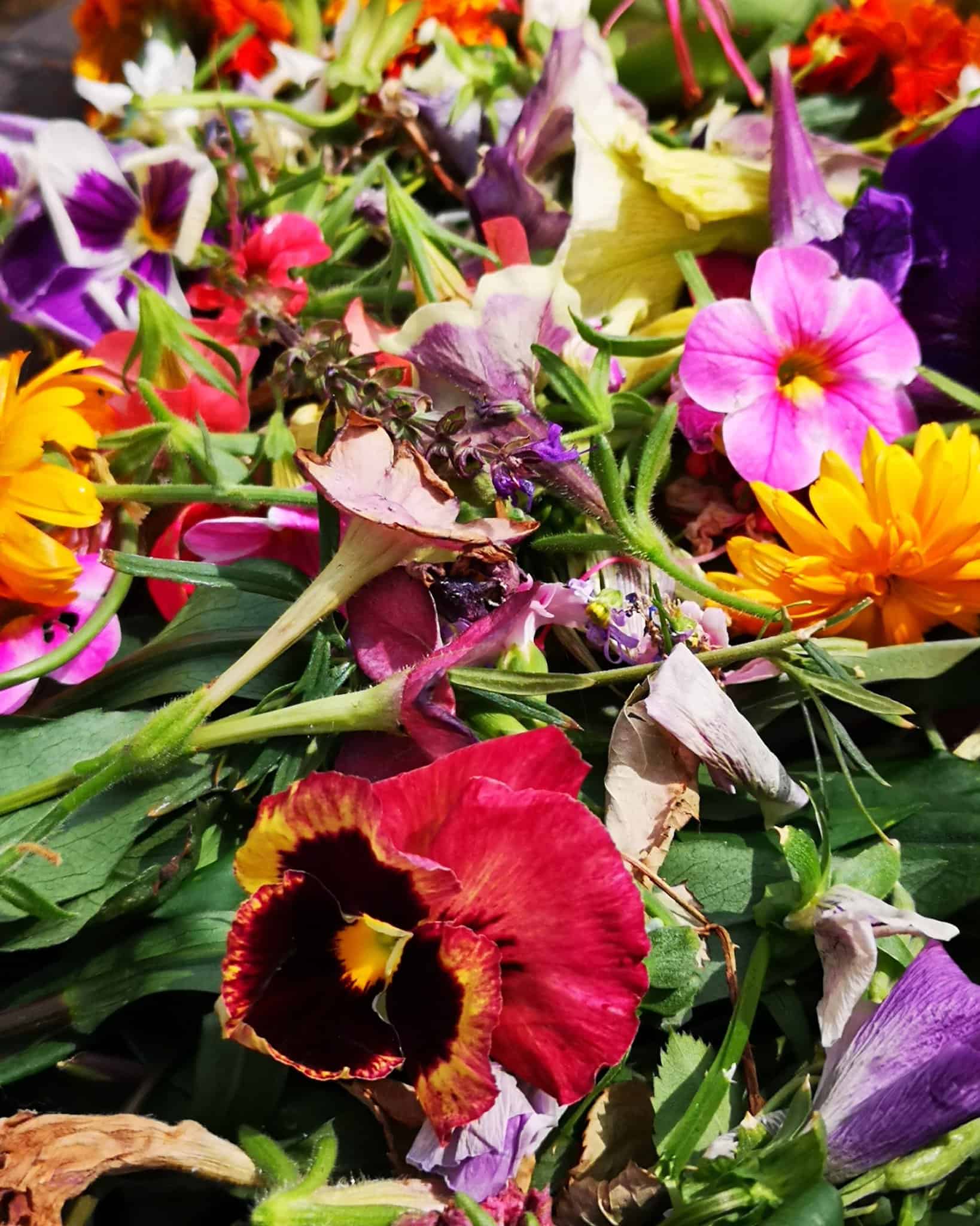 How To Deadhead Petunias Complete Guide Plants Craze