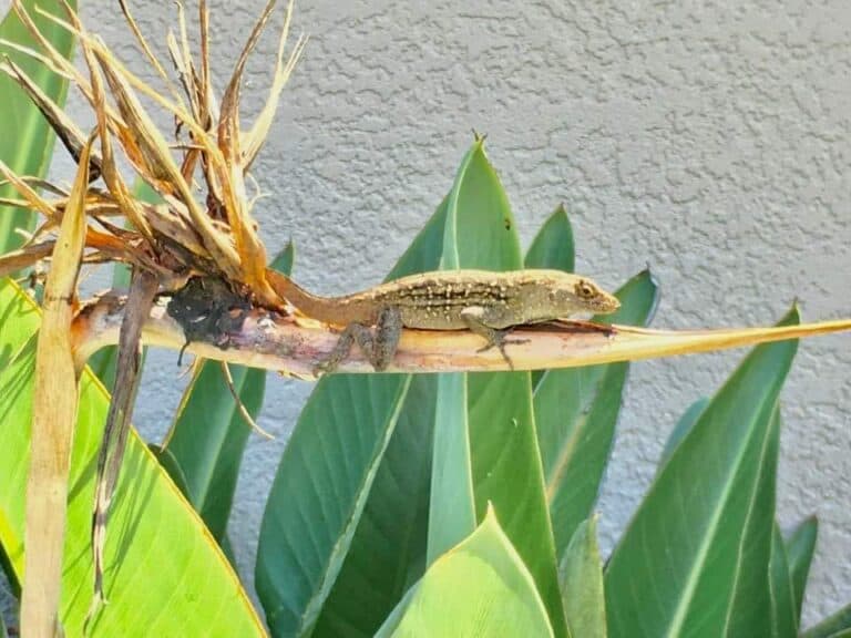 Bird of Paradise Flower Growing Guide & Meaning Plants Craze