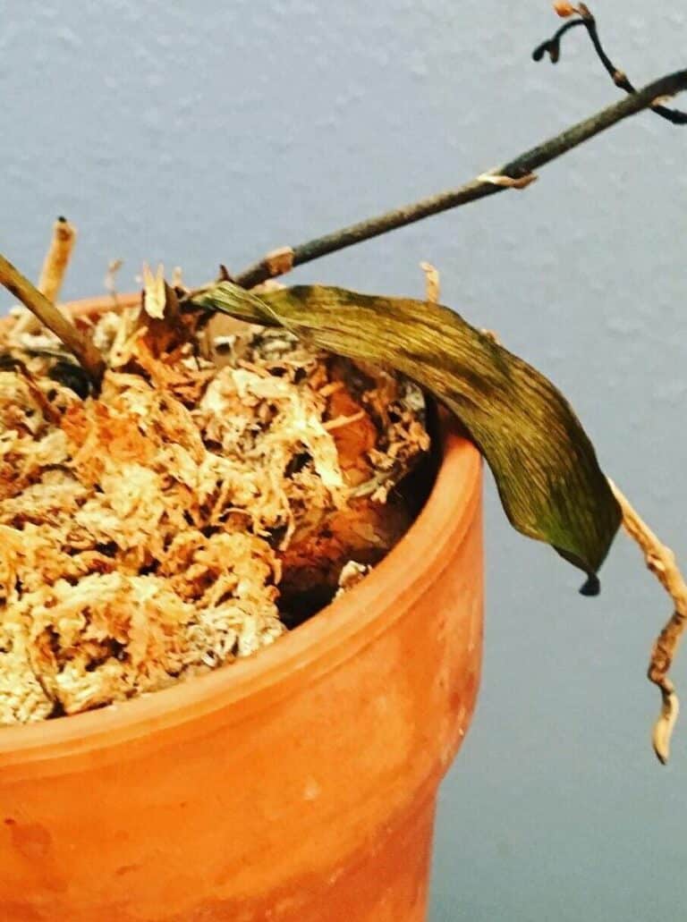 Is my Orchid Dead or Dormant? [Explained in Detail]