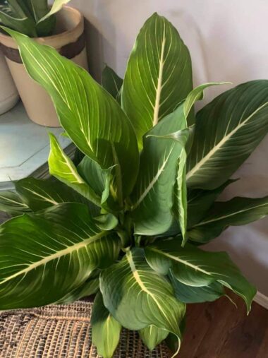 15 Types of Dieffenbachia You will Love to Grow - Plants Craze