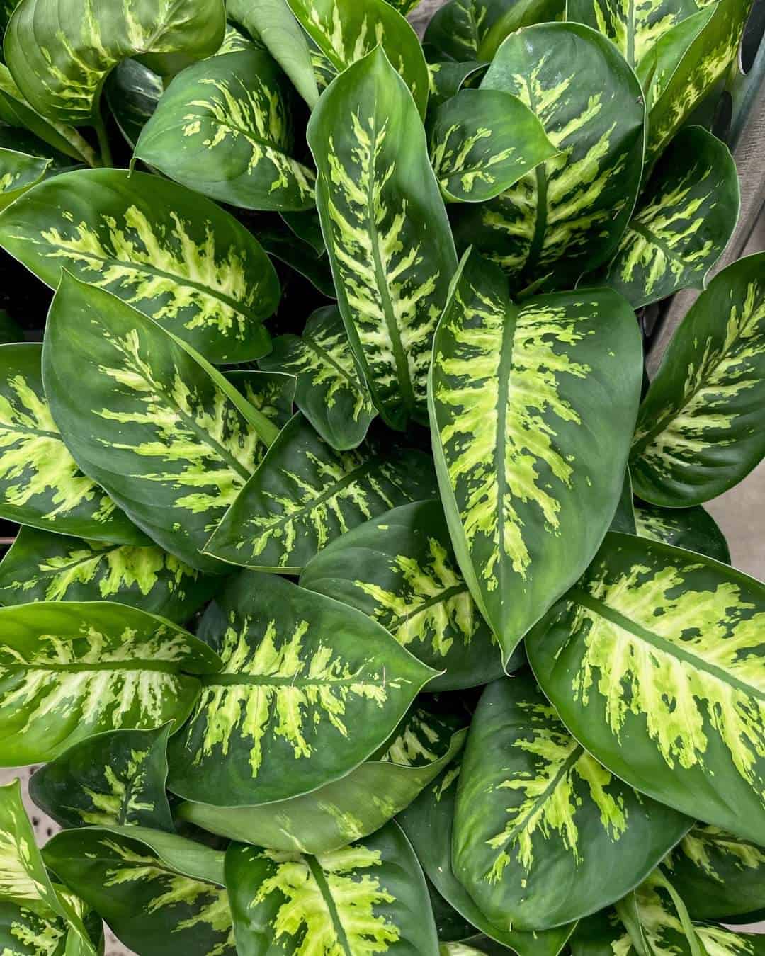 15 Types of Dieffenbachia You will Love to Grow - Plants Craze