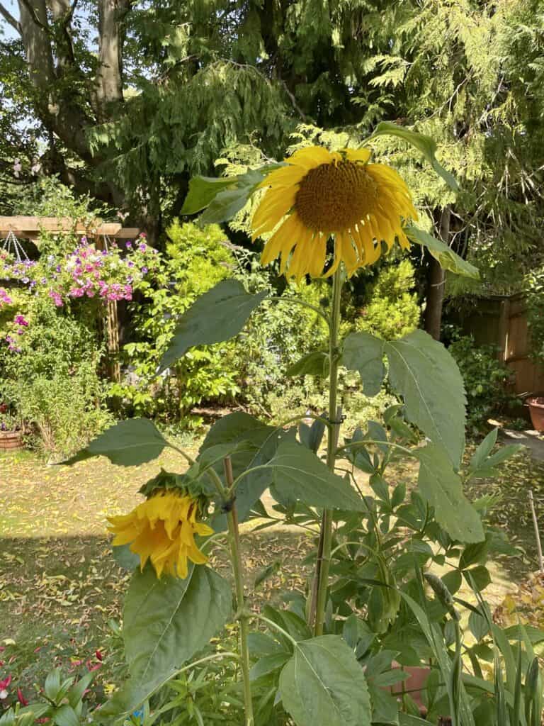 The Sunflower is growing in a garden along with other plants but are weak and bent towards the ground.