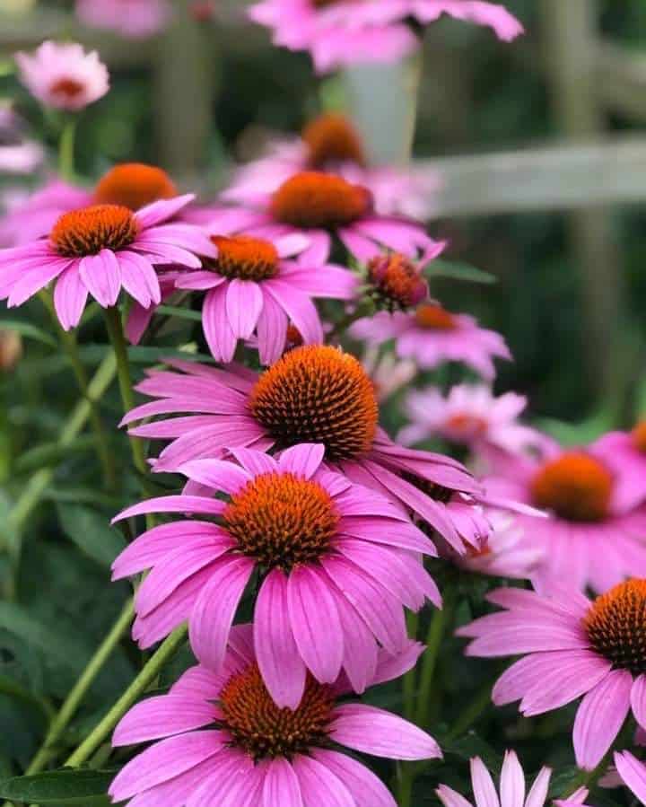 Image of Echinacea companion plant dusty miller