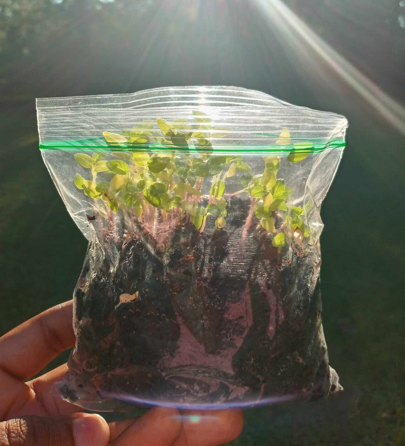 Ultimate Guide To Germinating Seeds In Paper Towel - Plants Craze 