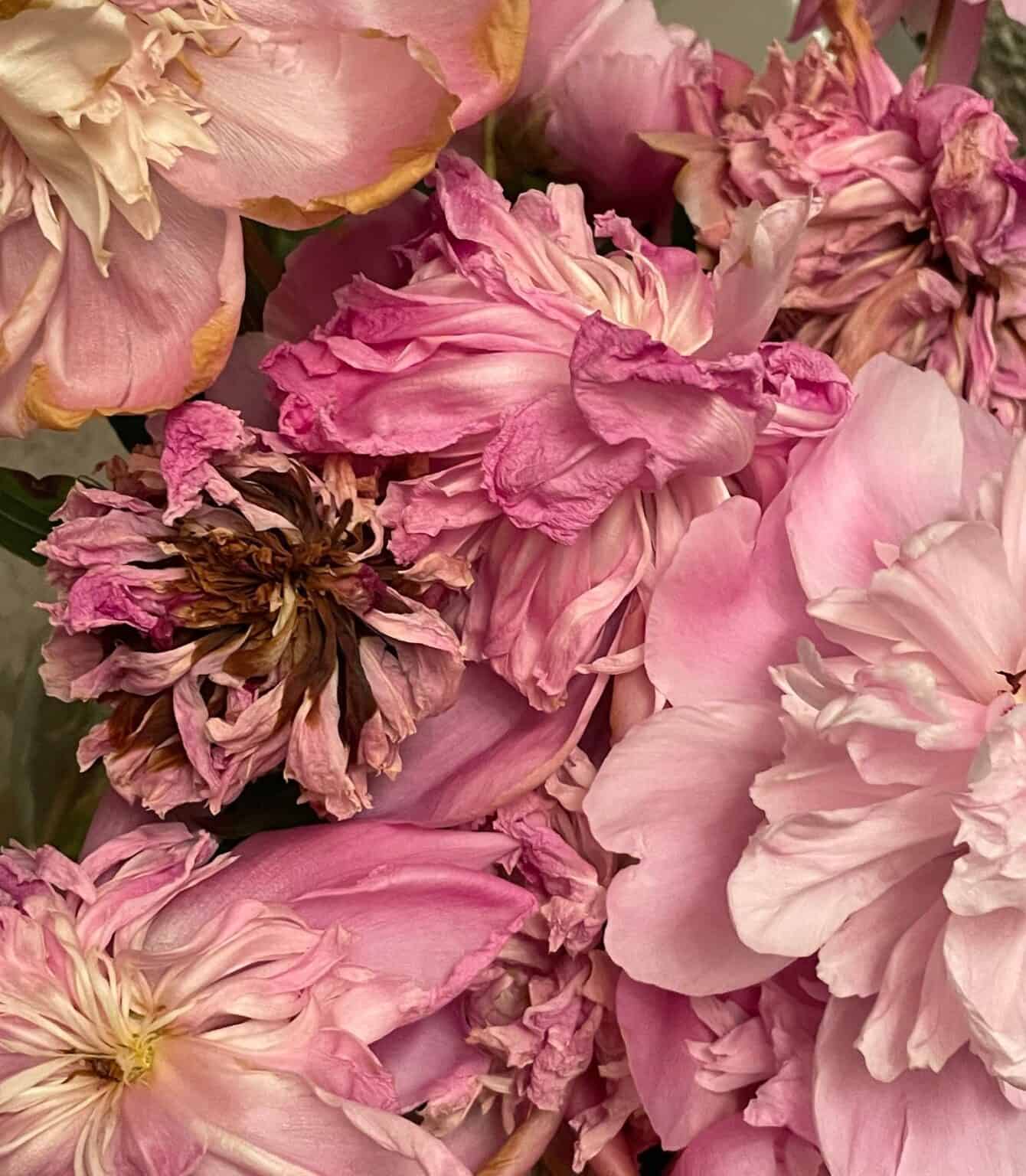 How to Deadhead Peonies? [Do They Really Need it?]