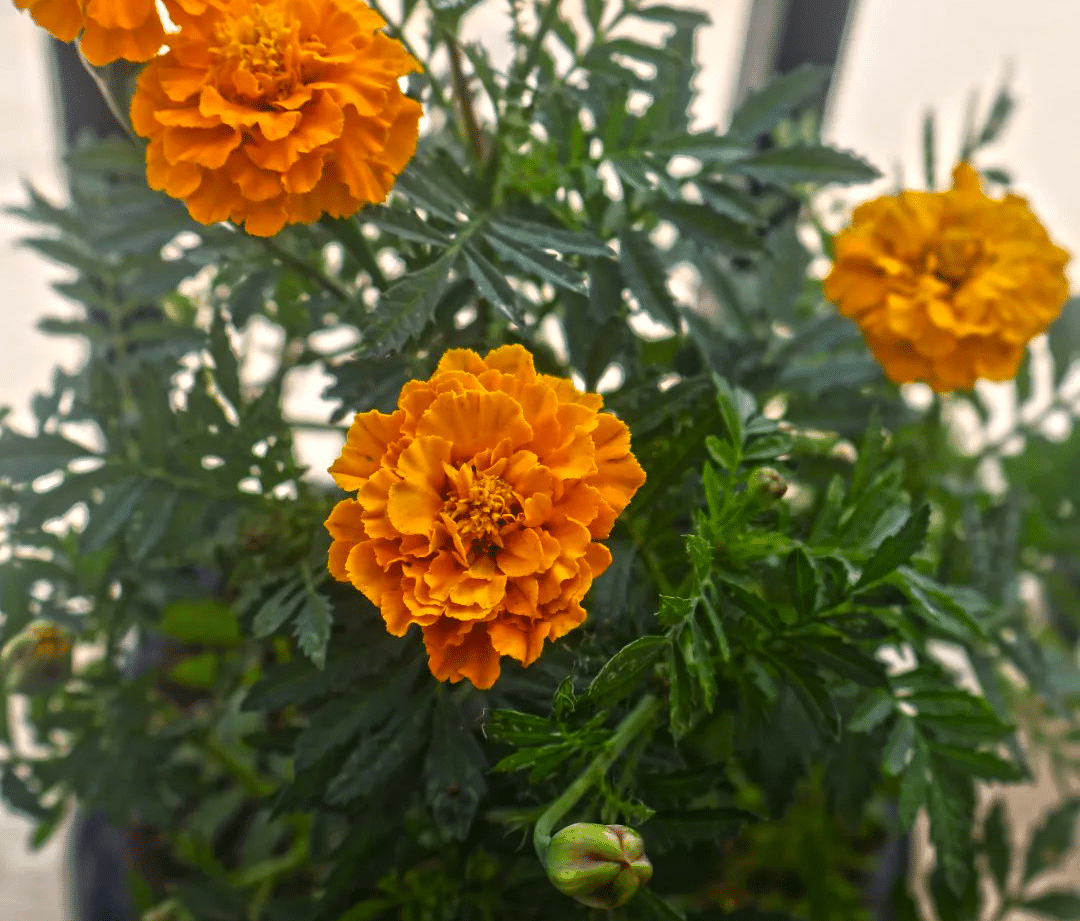 Marigold Flower Meaning, Benefits & Growing Guide