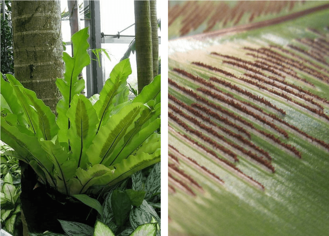 Image represents natural habitat of Bird's Nest Fern