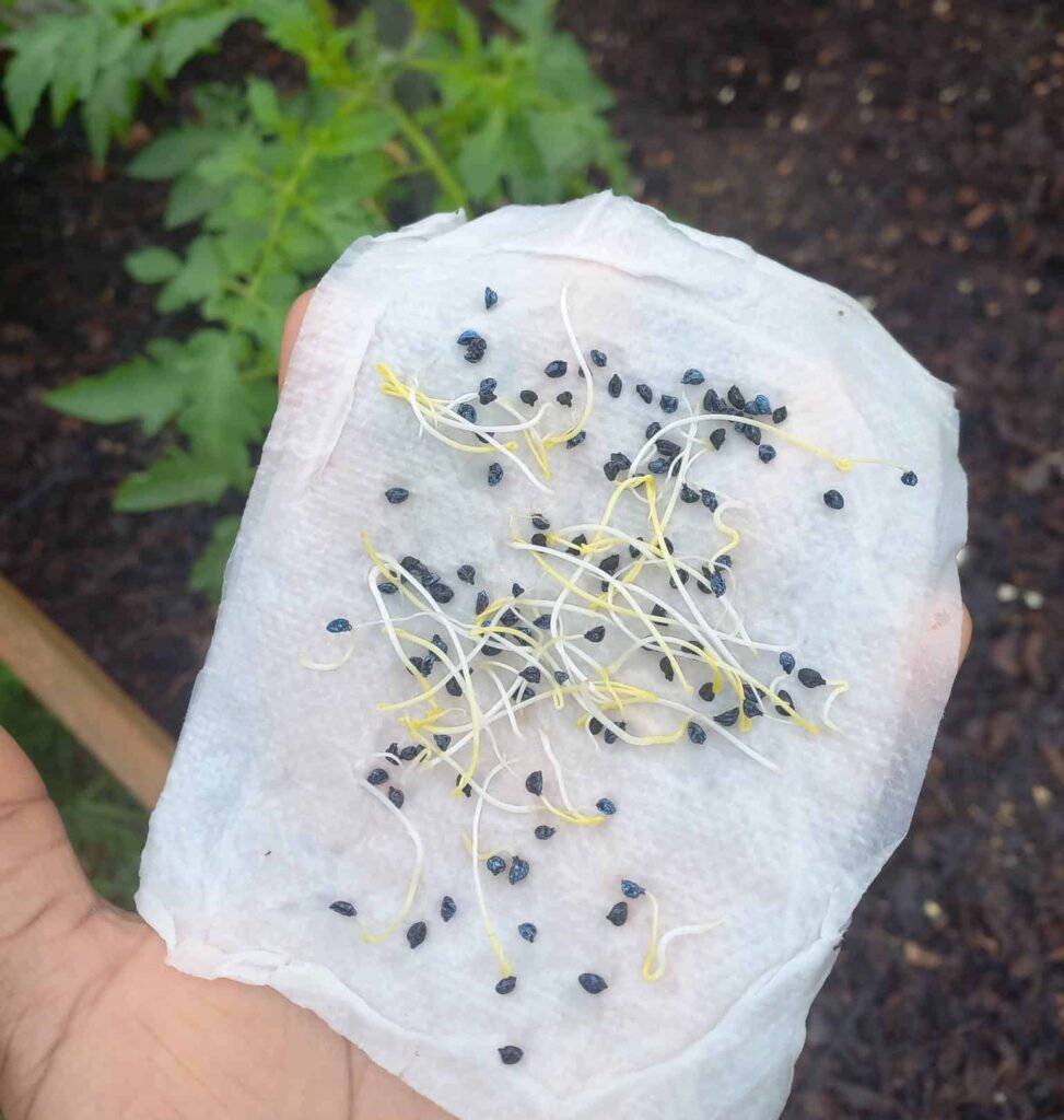 Kale Germination Time [You Won't Believe How Quick it is!]