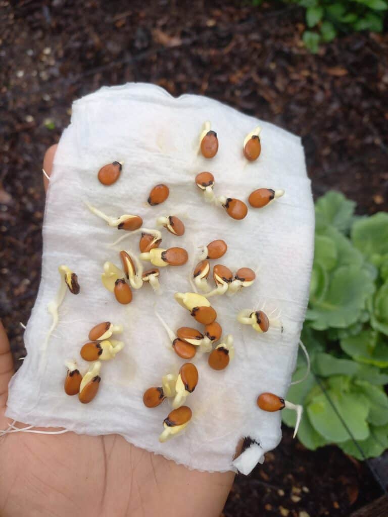 Ultimate Guide To Germinating Seeds In Paper Towel Plants Craze