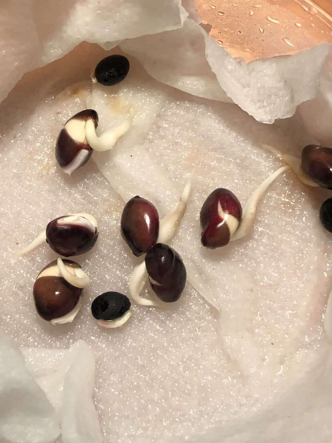 Hyacinth Seeds [Places to Buy Them and 3 Growth Steps]