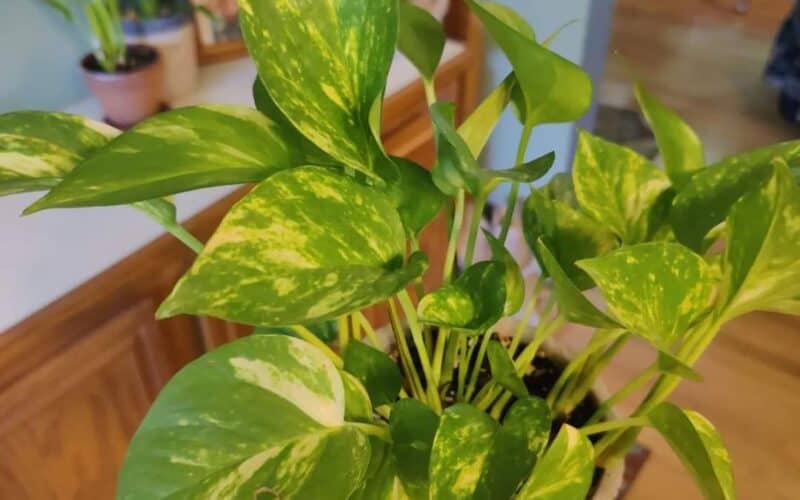 How To Make Pothos Climb Quick Guide Plants Craze