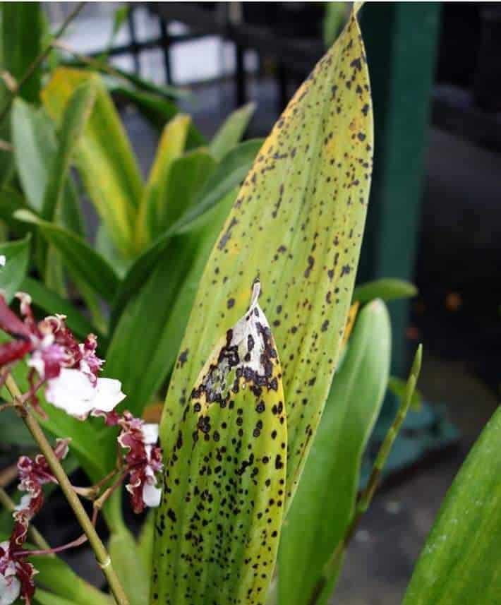 black spots on orchid flowers