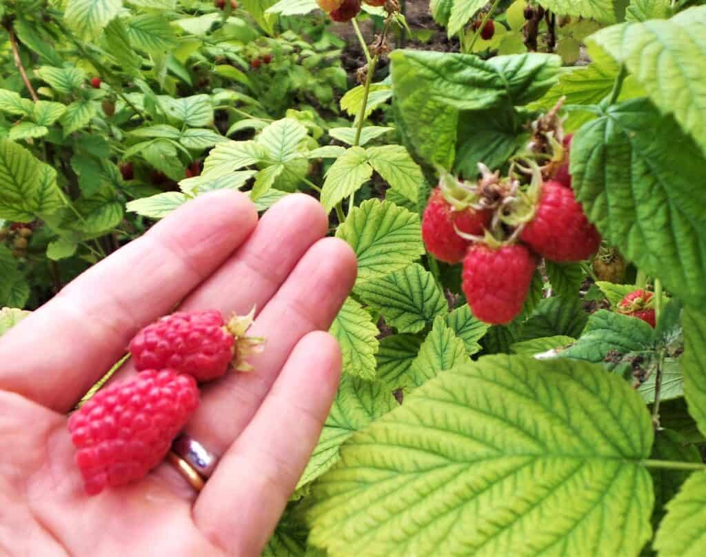 Ultimate Guide To Pruning Raspberries - Plants Craze