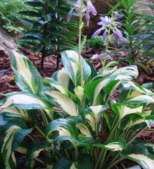 Image represents Hosta showcasing its variegated leaves and lily-like flowers