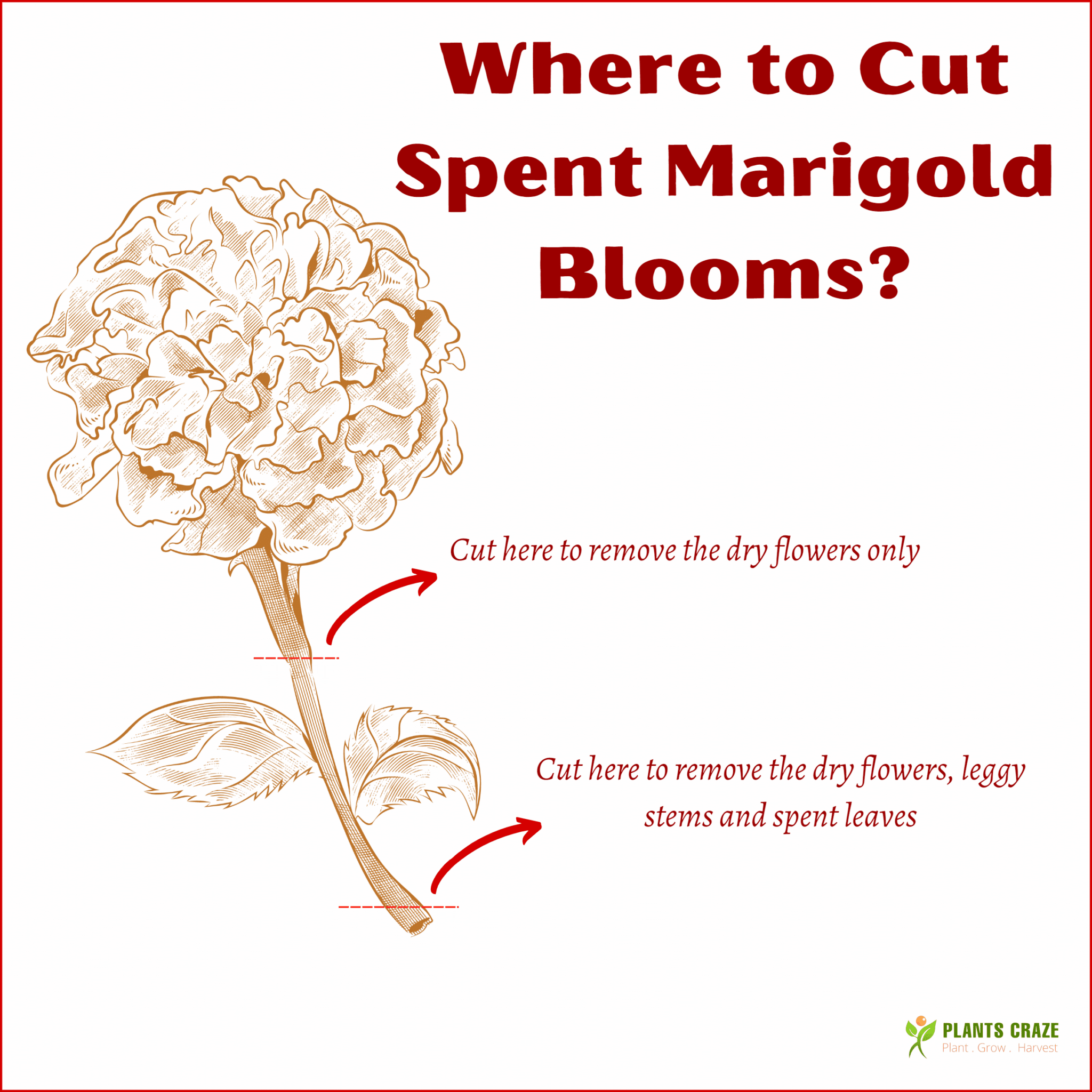 Image illustrates the process of deadheading Marigolds