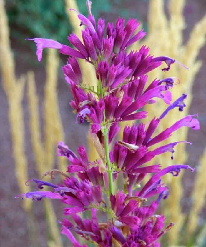 Image represents flowers of Hummingbird Mint