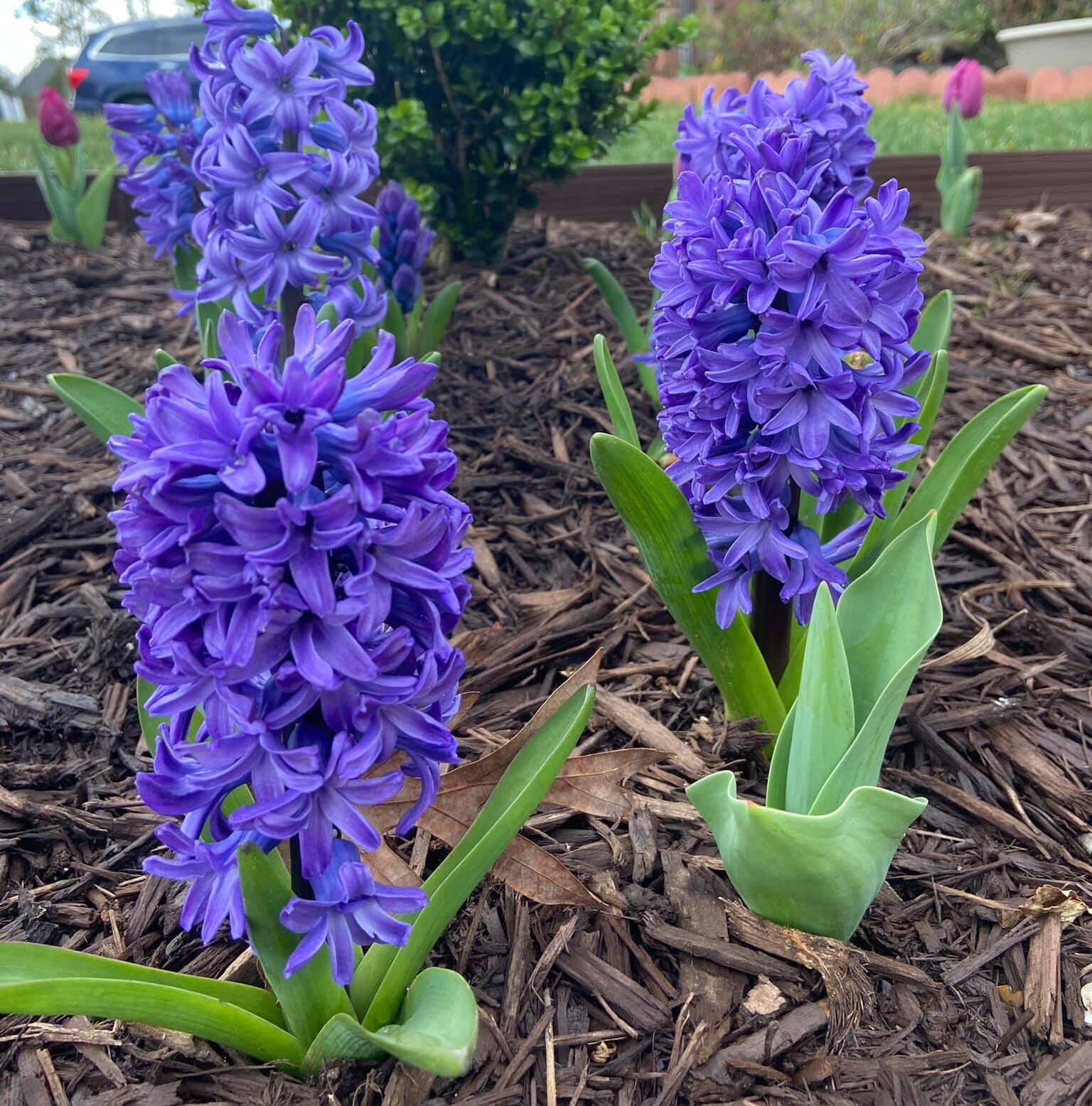 Hyacinth plant with Purple flowers.