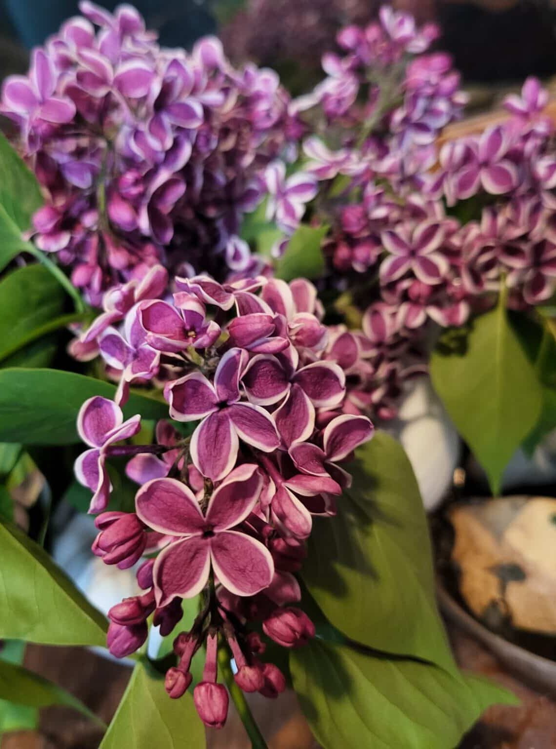 Lilac blooms