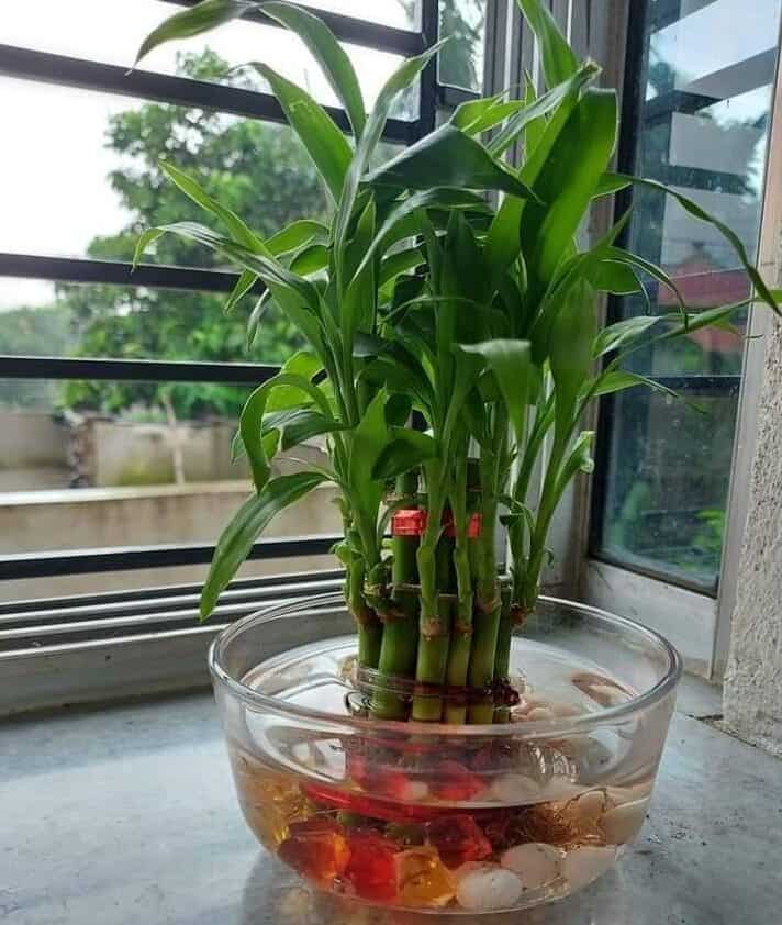 Image represents Lucky Bamboo placed in a jar of water with pebbles at the bottom