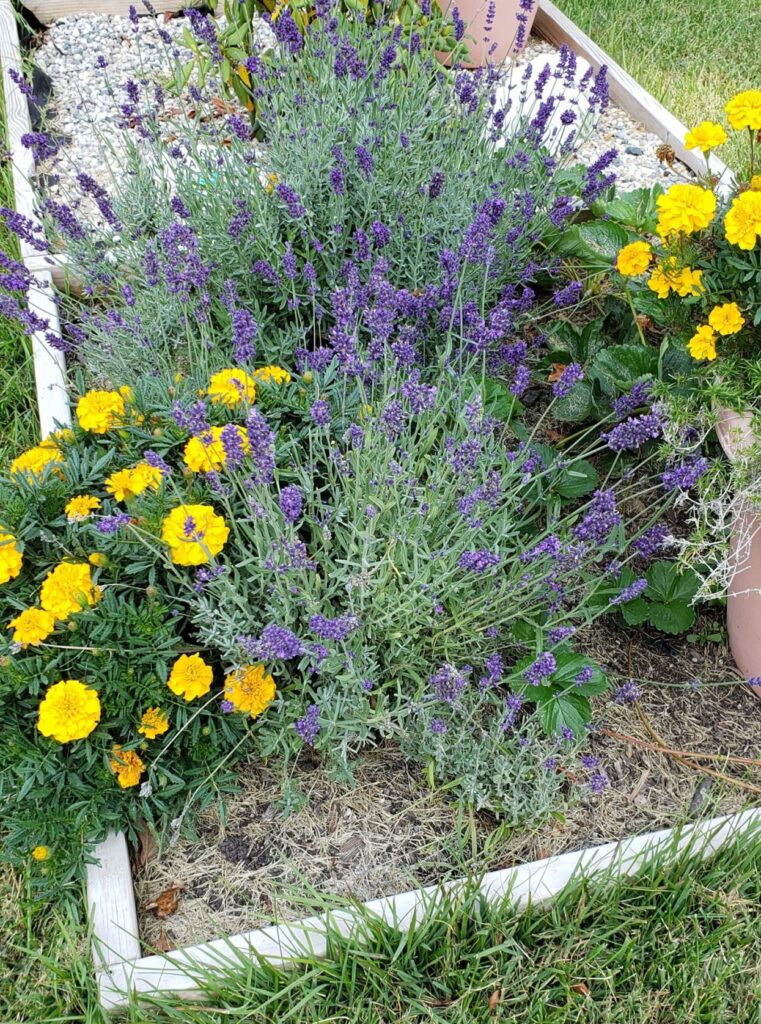 Marigold Companion Plants [With What Not To Grow]