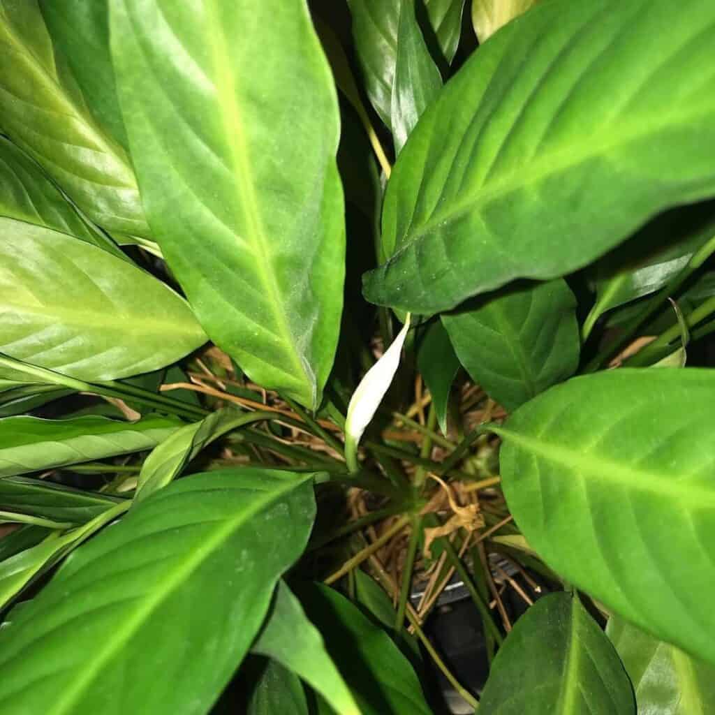 Foliage of Mauna Loa Peace Lily.