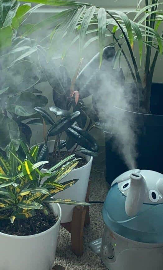 A humidifier is providing moisture to a group of plants beside a window in a room.