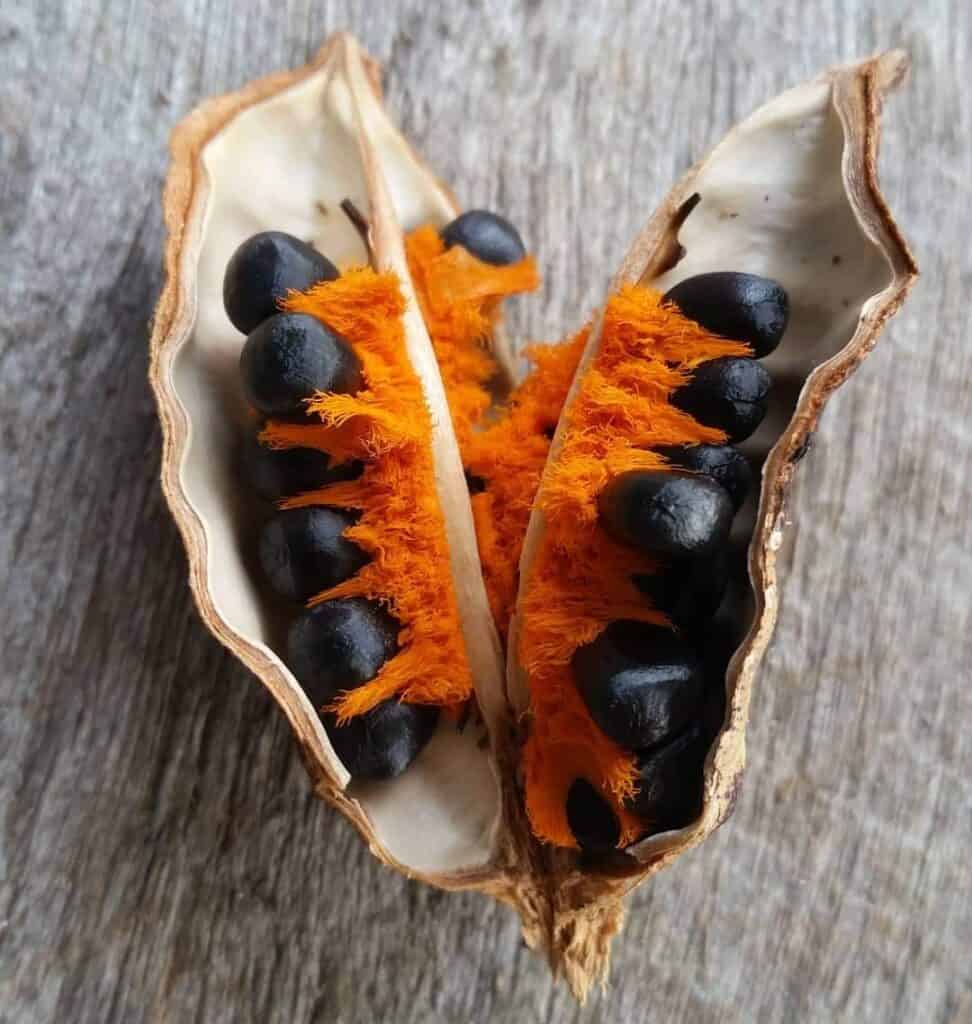 Opened seedpods of Bird of Paradise