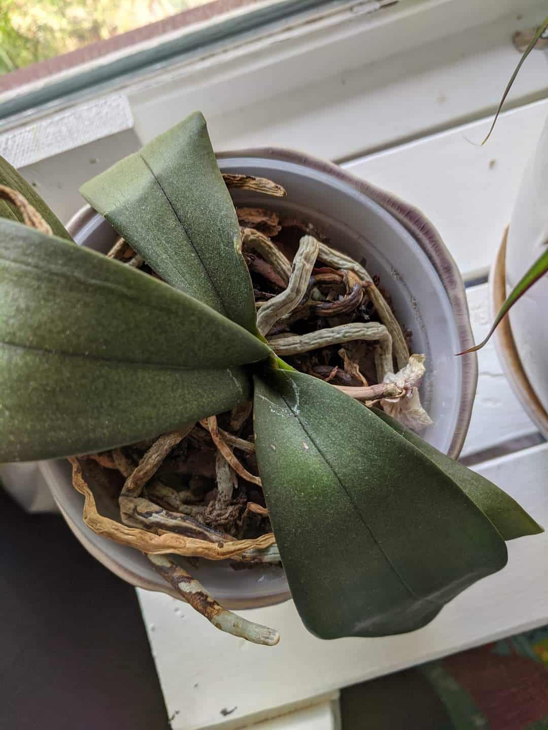 Is my Orchid Dead or Dormant? Plants Craze