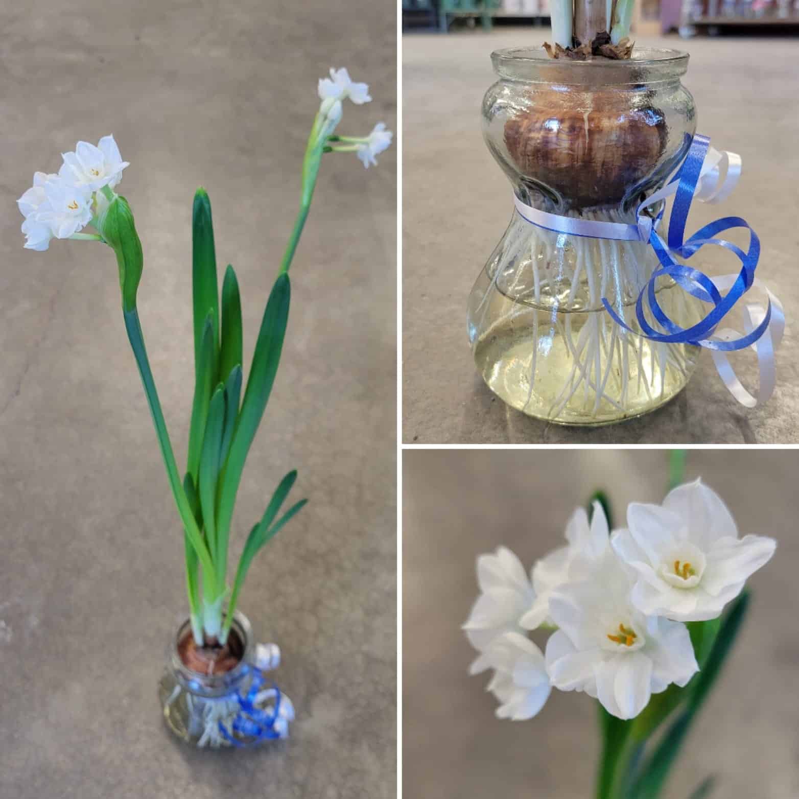 Image represents propagation of Paperwhites in water.