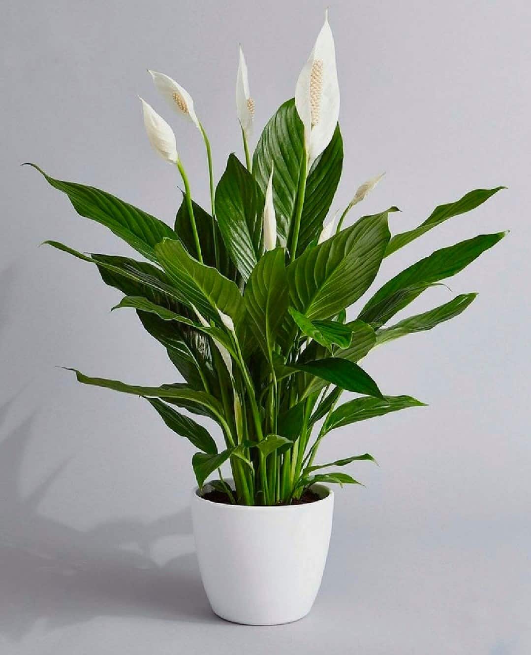 Peace-lilies-grown-in-pot