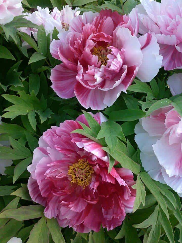 blooms of Peony, a zone 4 perennial plant