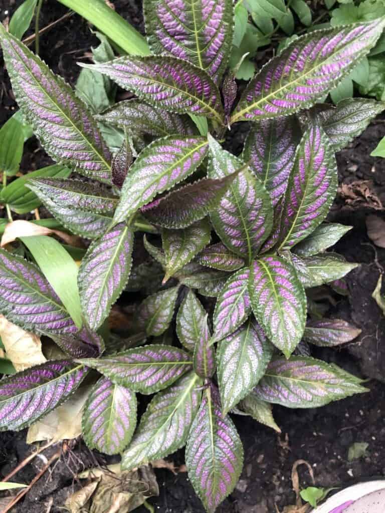 Persian Shield Seeds Harvesting & Propagation Guide Plants Craze