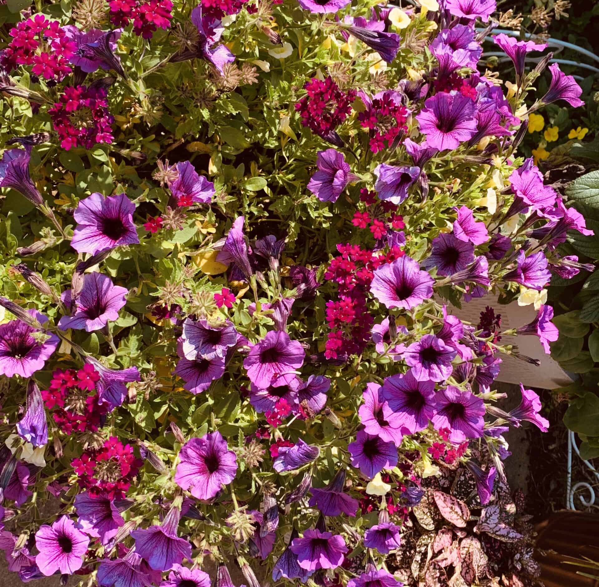 Group of colorful petunias in a hanging basket