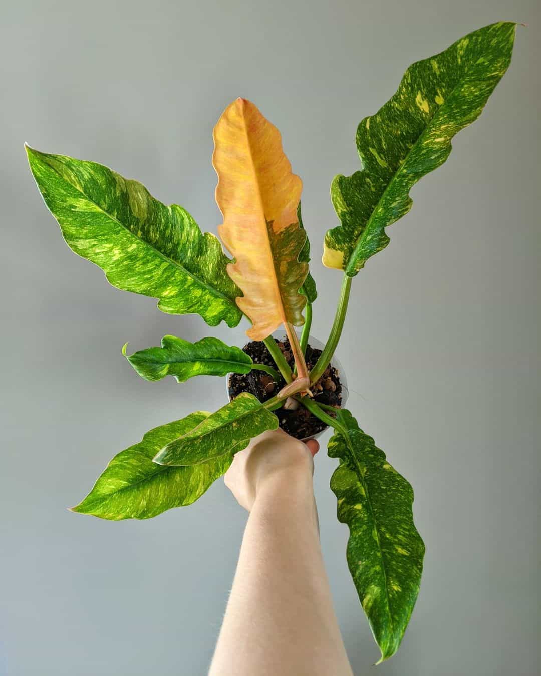 Philodendron Ring of Fire [Propagation, Buying & Care Guide]