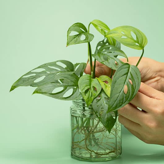 Image represents growing Philodendron in water