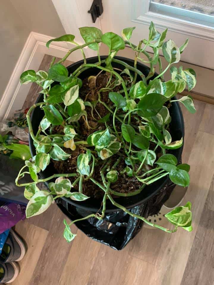 Pothos plant in pot