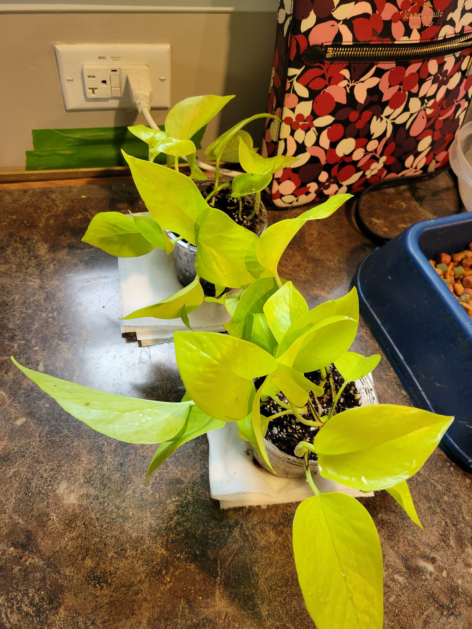 Beautiful Pothos in the containers