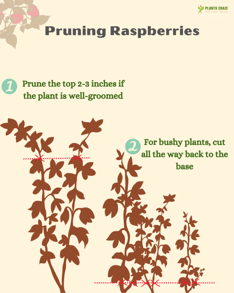 Pruning Raspberries [Complete Guide With Seasons & Methods]