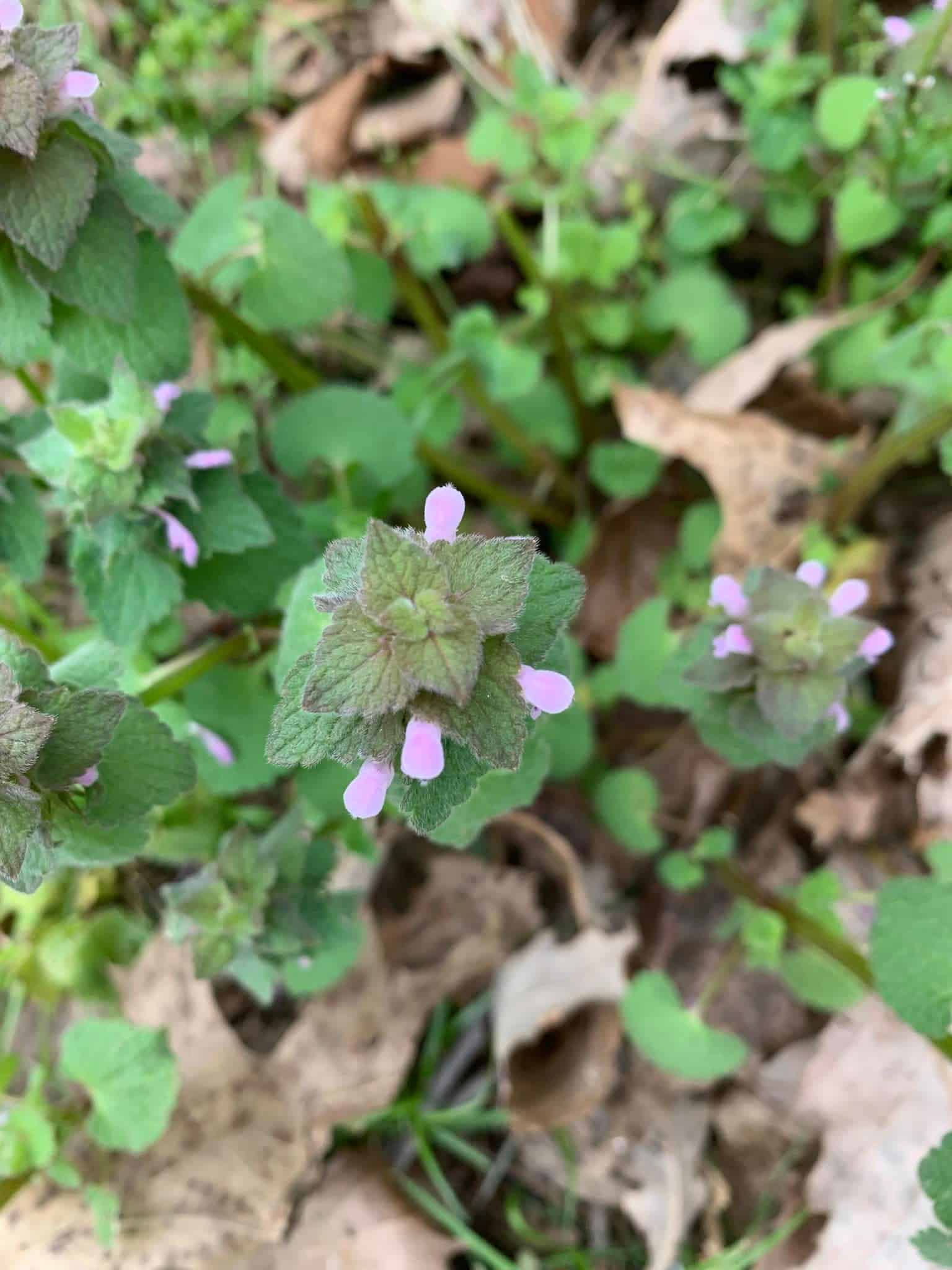 Purple Dead Nettle