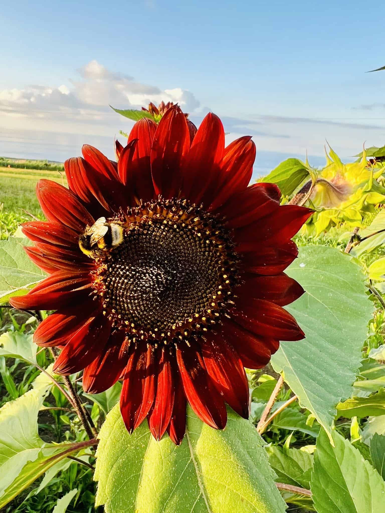 A bee is sitting over the pollens of the red Sunflower.