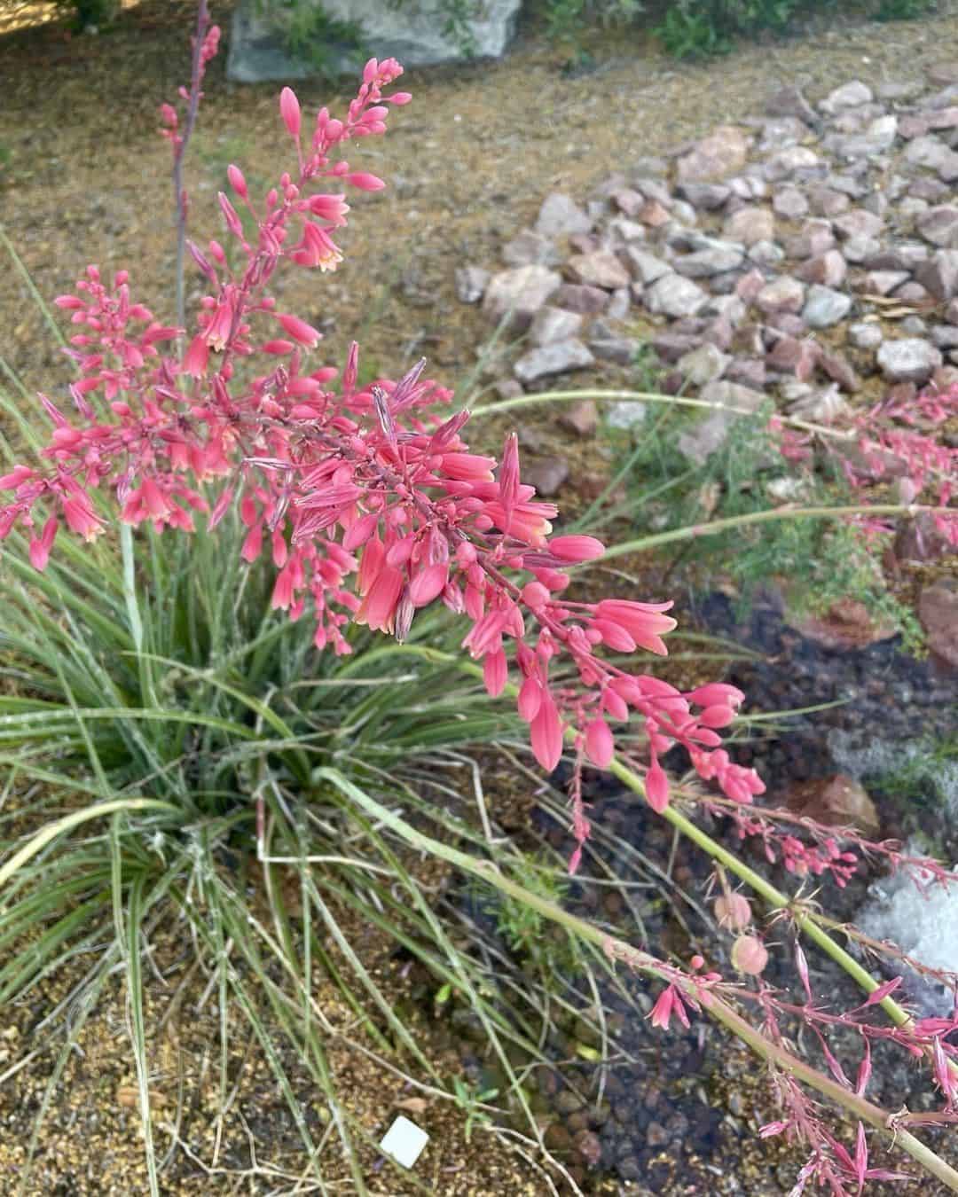 is-yucca-poisonous-to-humans-and-pets-plants-craze