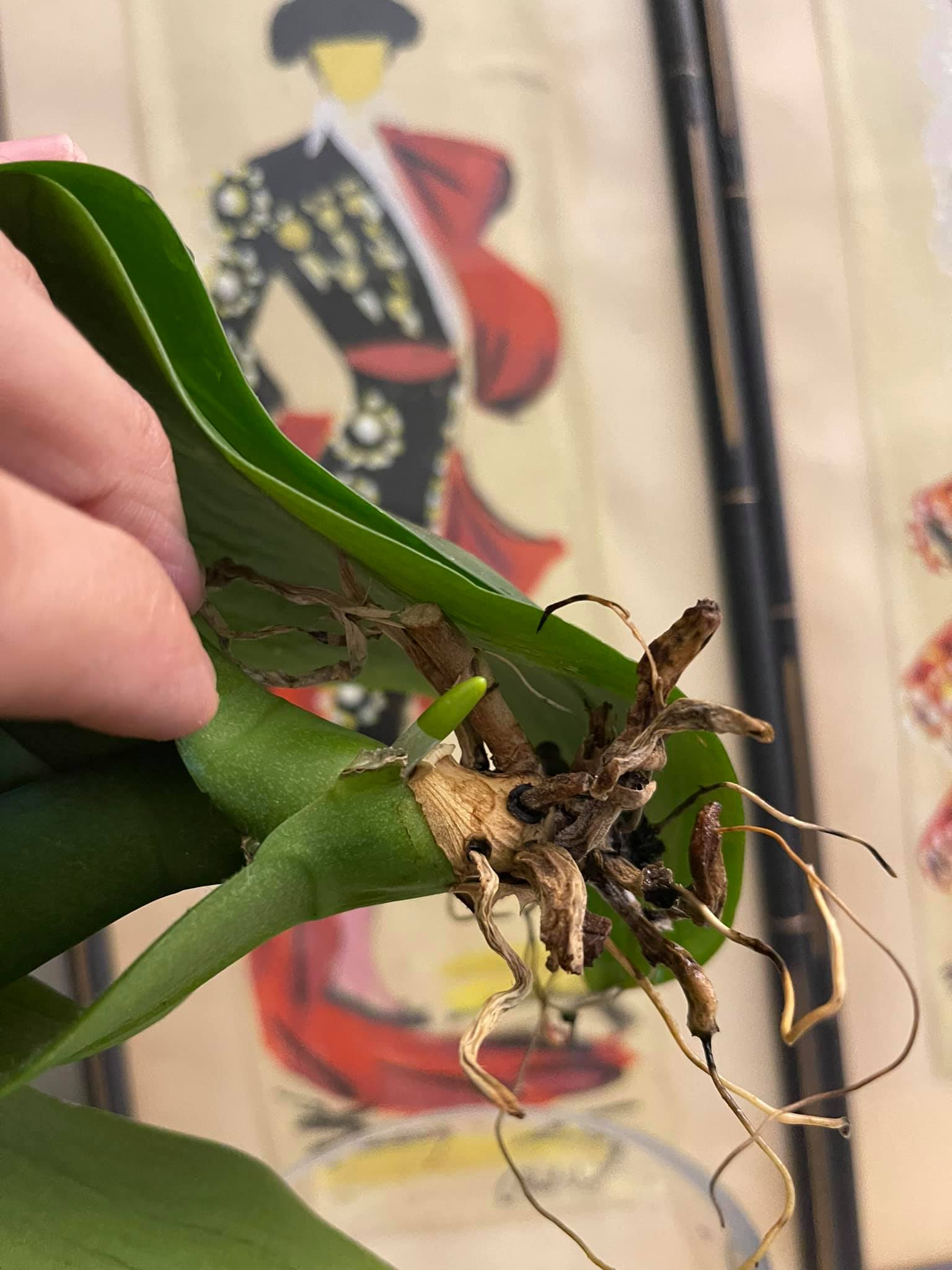 Root rot in orchid