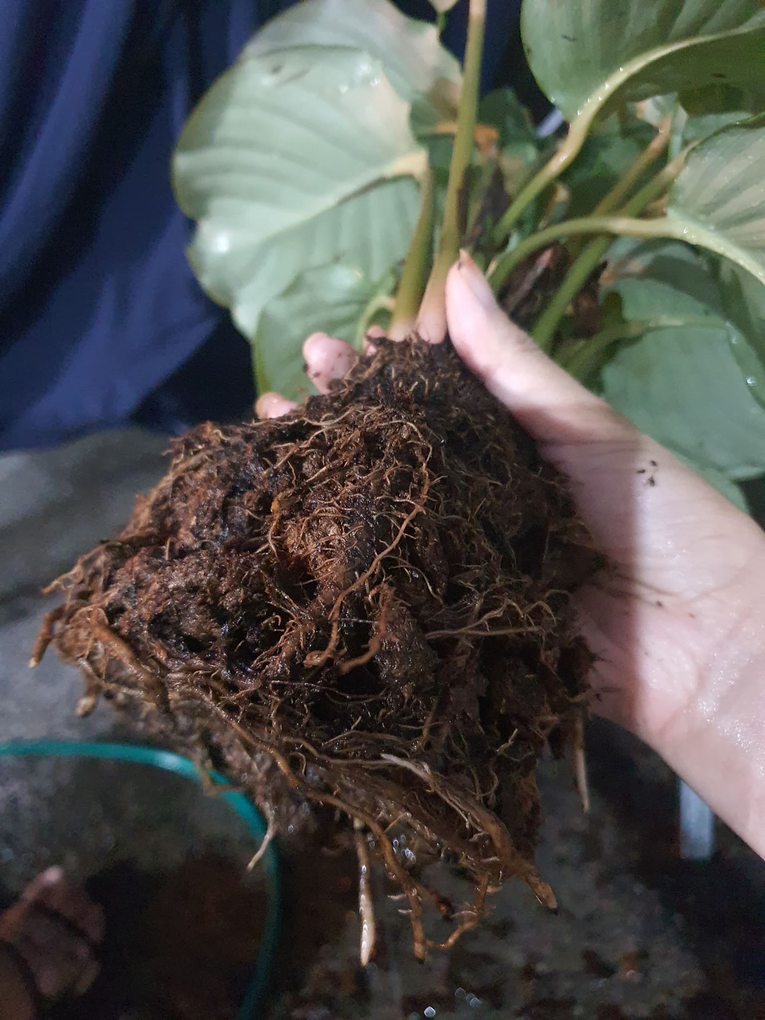 Rotting roots of Calathea