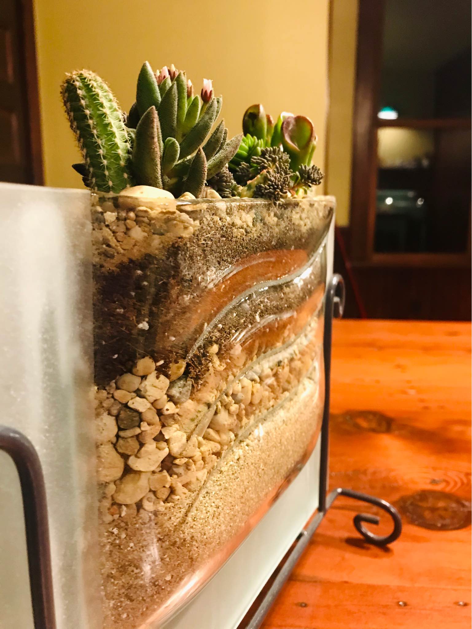 Succulents growing in terrariums