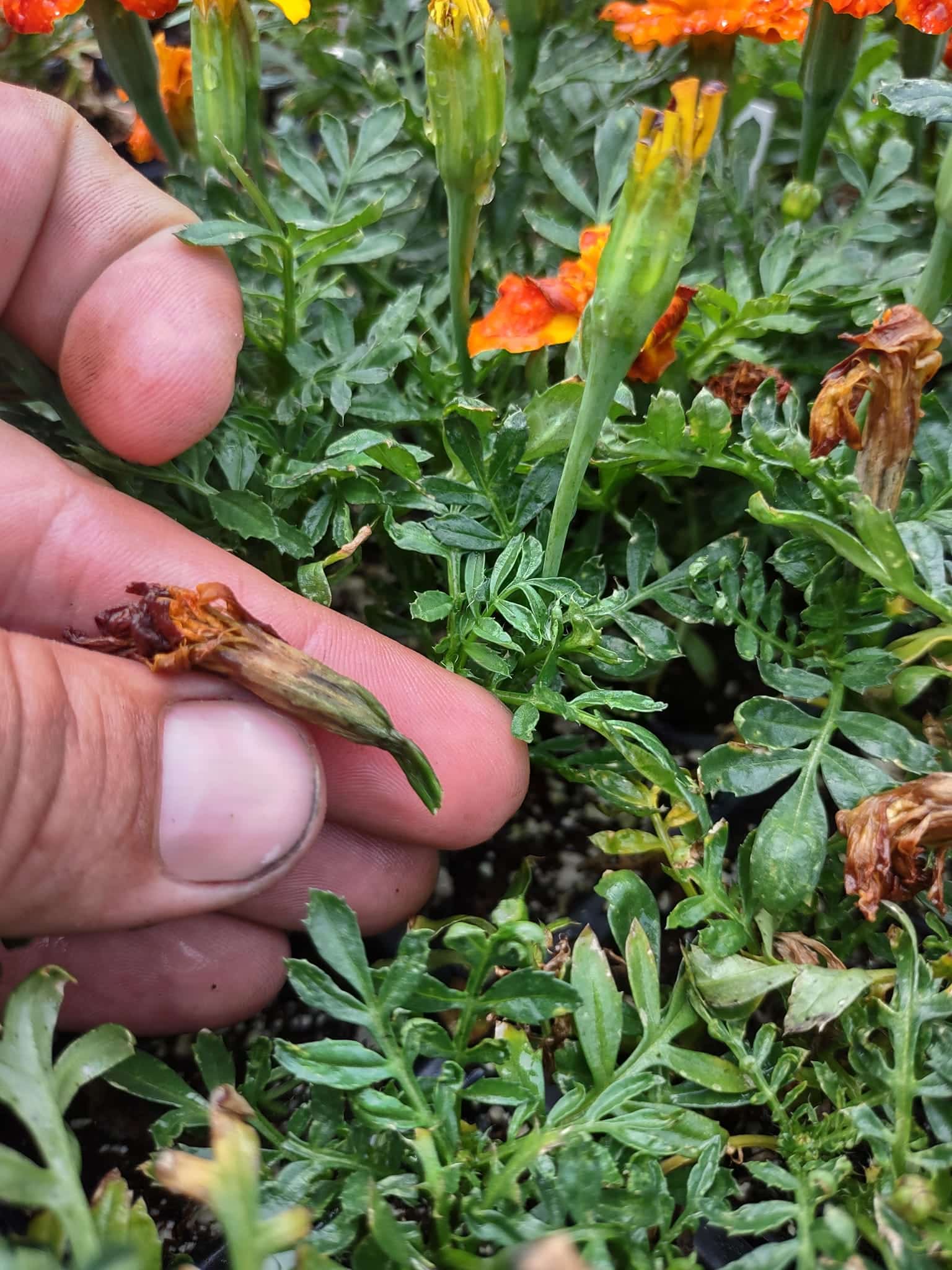 Image represents dead bloom of Marigold