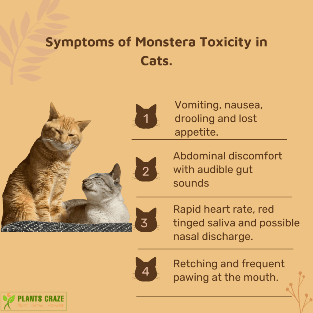 Infographics with an image of a ginger cat and a whitish-gray cat with symptoms of Monstera toxicity in them listed down on right.